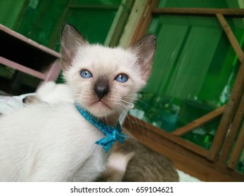 Siamese Kitten
