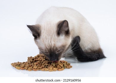 Siamese Kitten Eating Dry Cat Food