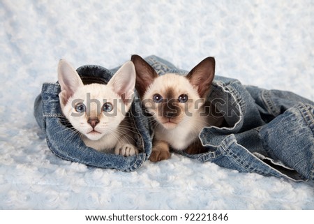 Siamese kittens hiding in denim jacket on blue background
