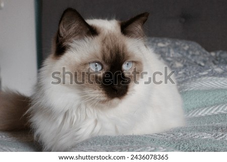 Siamese mix cat with beautiful eyes in bed
