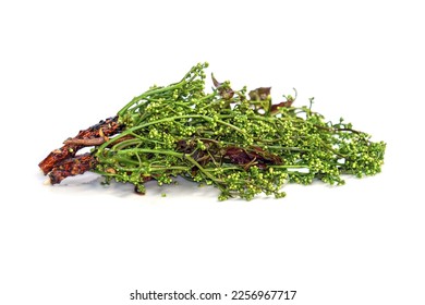 Siamese neem tree, Nim, Margosa, Quinine, (Azadirachta indica). A bouquet of neem flowers on a white background, a plant native to India, is blanched in sweet fish sauce. - Shutterstock ID 2256967717