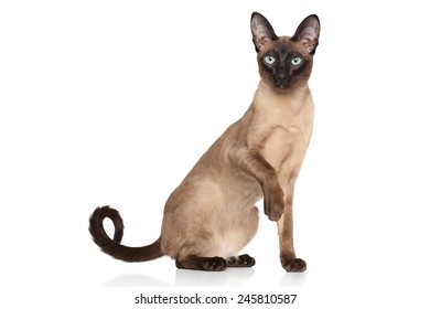 Siamese Oriental Cat On White Background