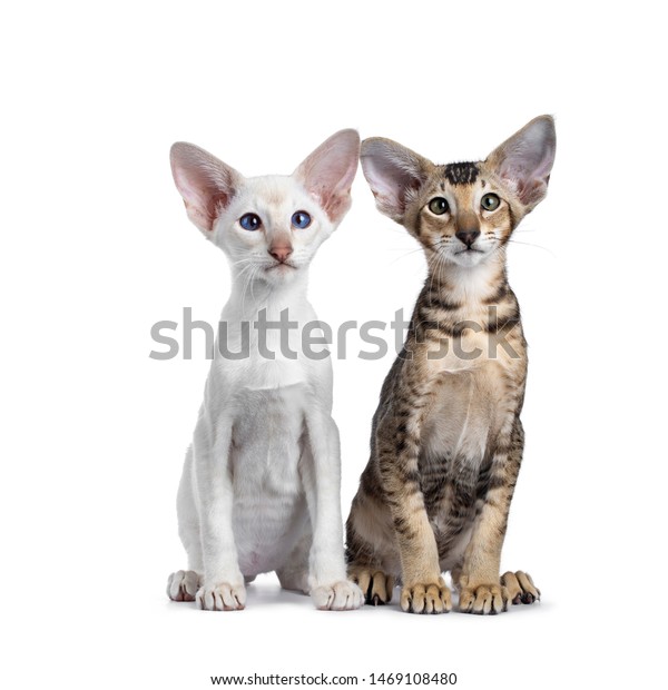 Siamese Oriental Shorthair Kitten Sitting Together Stock Photo