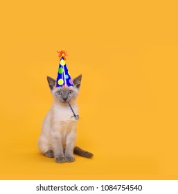 Siamese Party Cat Wearing Birthday Hat