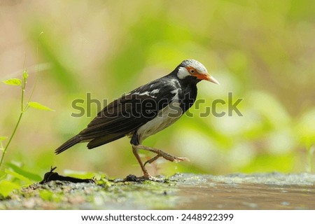 Siamese Pied Myna Pied Mynas or Asian Pied Starlings Sturnus contra on a dry branch come and drink water.