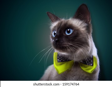 Siamese Plays Cat