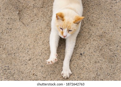 Red Point Cat Images Photos Et Images Vectorielles De Stock Shutterstock