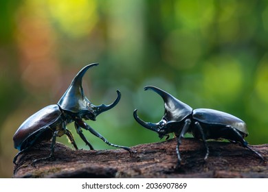  Siamese rhinoceros beetle, Fighting beetle , Rhinoceros beetle with bokeh background