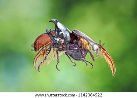 The Siamese rhinoceros beetle (Xylotrupes gideon) or fighting beetle, It is particularly known for its role in insect fighting in Thailand. New trend of Awesome pets / Popular exotic pets from Asia.
