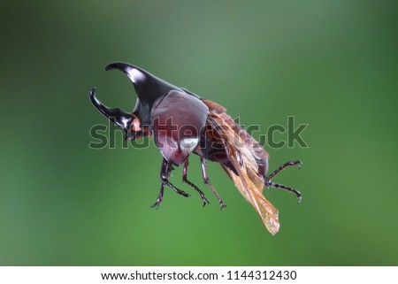 The Siamese rhinoceros beetle (Xylotrupes gideon) or fighting beetle, It is particularly known for its role in insect fighting in Thailand. New trend of Awesome pets, Popular exotic pets from Asia.