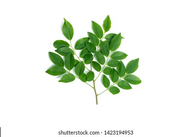 Siamese Rosewood Leaves Isolated On White Background.Dalbergia Cochinchinensis Pierre.Green Leaf.