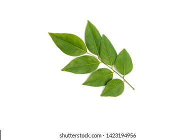 Siamese Rosewood Leaves Isolated On White Background.Dalbergia Cochinchinensis Pierre.Green Leaf.