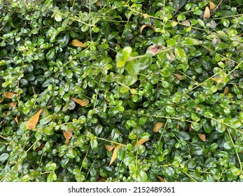 Siamese Rough Bush Or Toothbrush Tree