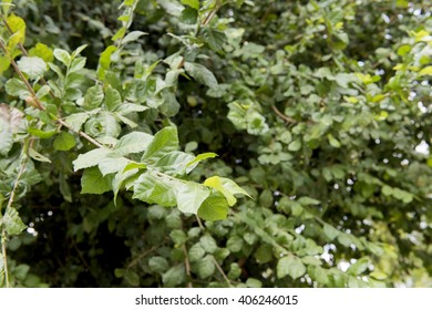 Siamese Rough Bush, Toothbrush Tree: Tree Have Medicinal Properties.