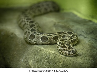 Siamese Russell's Viper (daboia Russelii Siamensis)