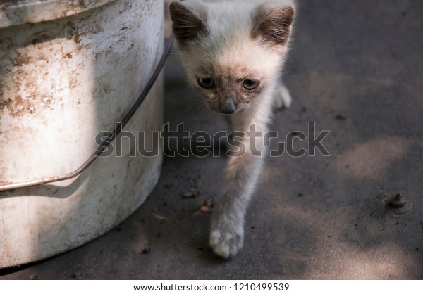 Siamese Shorthair Cat Walking On Asphalt Stock Photo Edit Now