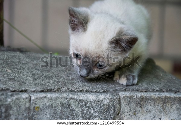 Siamese Shorthair Cat Walking On Asphalt Stock Photo Edit Now