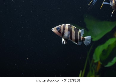 SIAMESE TIGER FISH