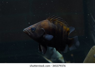 SIAMESE TIGER FISH