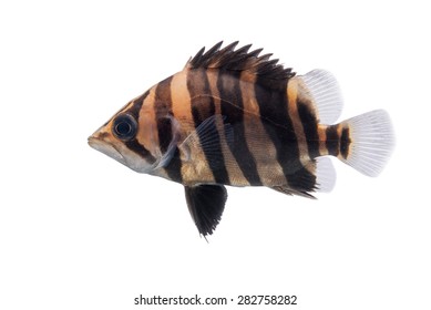 Siamese Tiger fish isolated on white background