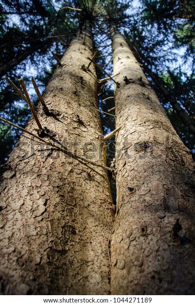 Arbre et paysage de pins jumeaux