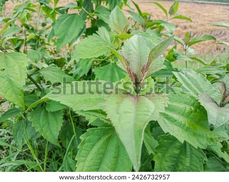 Siamese weed or Ageratum houstonianum. chromolaena odorata green leaves in nature. traditional medicine. close up. Eupatorium odoratum

