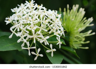 Siamese White Ixora Ixora Lucinda Rbr Stock Photo 1530051842 