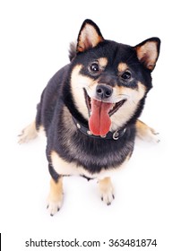 Siba Inu Dog Isolated On White, Top View