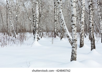 Siberia. Trunks Of Birch Trees And Snow In The Winter Forest.