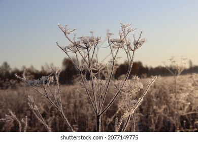 Siberia. Winter. Frosty Morning. White Frost On The Tall Grass. Field Grass In Frost.