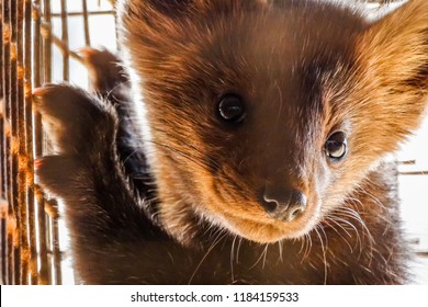 Siberian (Barguzin) Sable In A Cage, Fur Farm, Close-up.