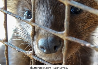 Siberian (Barguzin) Sable In A Cage, Fur Farm, Close-up.