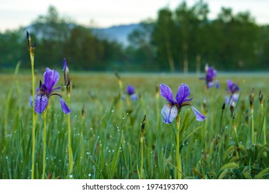 Blue Iris Field Hd Stock Images Shutterstock Blue Iris Field Hd Stock Images Shutterstock