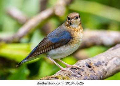 Siberian Blue Robin Blue birds found in Sabah, Borneo