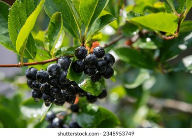 Siberian blueberry, aronia,  after rain...Aronia melanocarpa...Black chokeberry... - Powered by Shutterstock