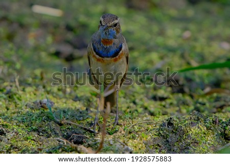 Similar – Image, Stock Photo Nuthatch (Sitta europaea)