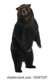 Siberian Brown Bear, 12 Years Old, Standing Upright Against White Background