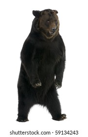 Siberian Brown Bear, 12 Years Old, Standing In Front Of White Background