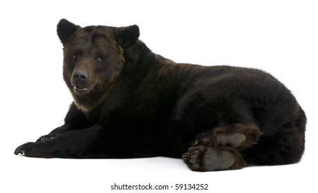 Siberian Brown Bear, 12 years old, lying in front of white background