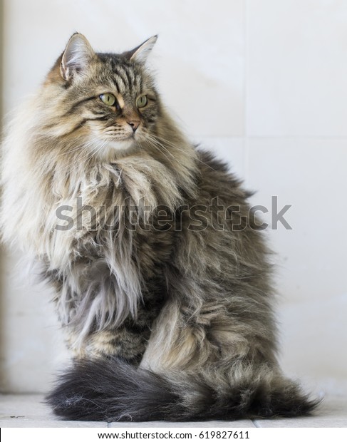 Chat Siberien Brun Tablette Brune Aux Photo De Stock Modifiable