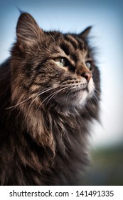 Siberian Cat 