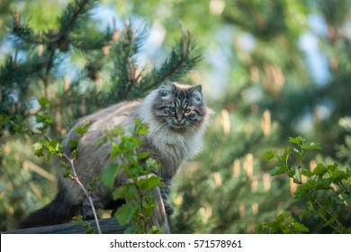 Siberian Cat