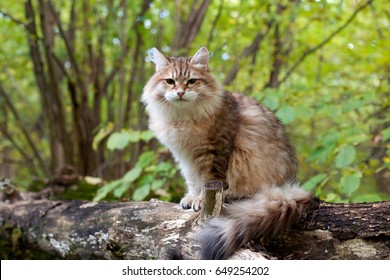 Siberian Cat