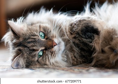 Siberian cat
