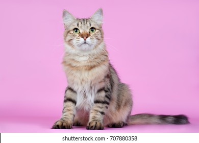 Siberian Cat