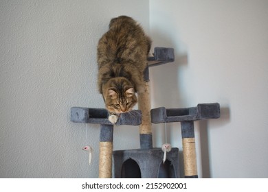 Siberian Cat Climbing Down From His Fort. Fluffy Cat. Hypoallergenic Cat.