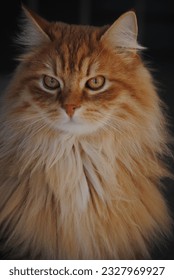 Siberian cat a friend for live - Shutterstock ID 2327969927