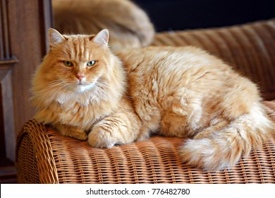 Siberian Cat At Home