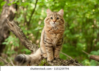 Beautiful Cats High Res Stock Images Shutterstock