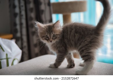 Siberian Cat Looking At The Camera. Fluffy Cat. Hypoallergenic Cat.